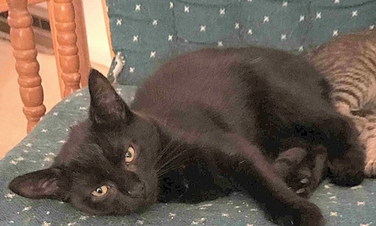 These Cleveland-based felines are up for adoption and in need of a good home