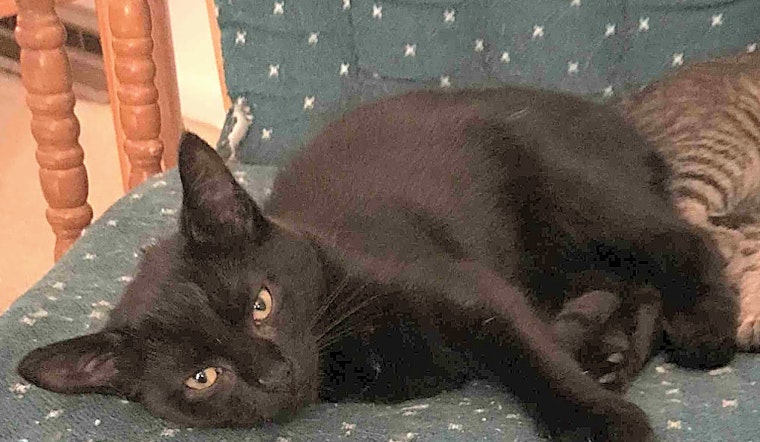 These Cleveland-based felines are up for adoption and in need of a good home