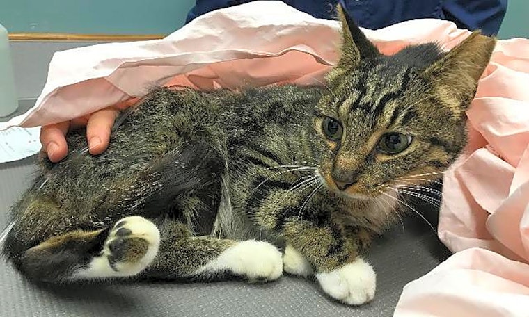 These Cincinnati-based kitties are up for adoption and in need of a good home