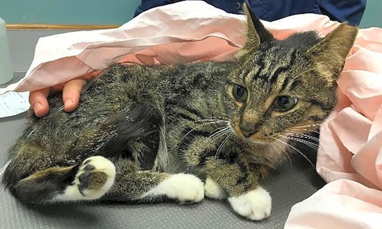 These Cincinnati-based kitties are up for adoption and in need of a good home