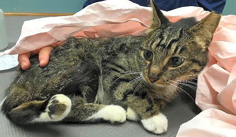 These Cincinnati-based kitties are up for adoption and in need of a good home