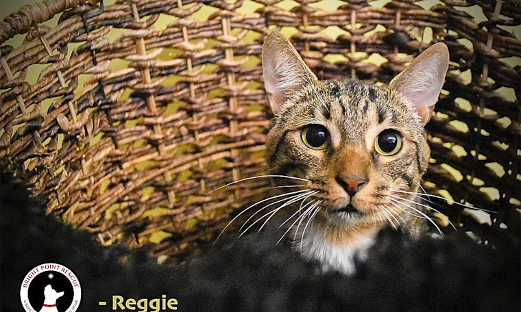3 cool kitties to adopt now in Detroit