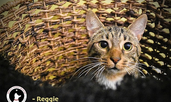 3 cool kitties to adopt now in Detroit