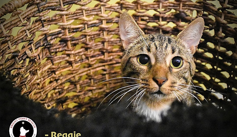 3 cool kitties to adopt now in Detroit