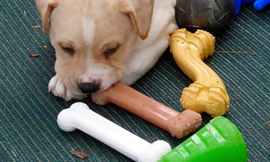 These Louisville-based puppies are up for adoption and in need of a good home