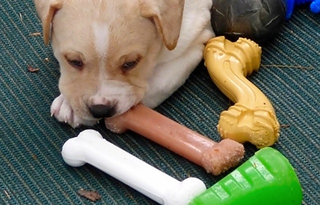 These Louisville-based puppies are up for adoption and in need of a good home