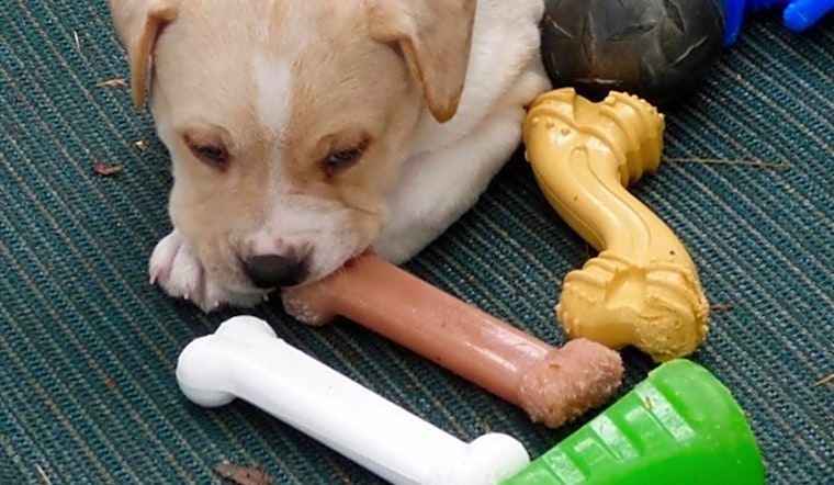These Louisville-based puppies are up for adoption and in need of a good home