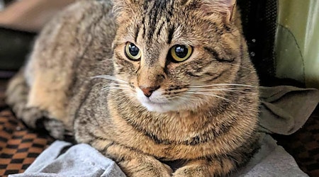 3 charming cats to adopt now in Norfolk