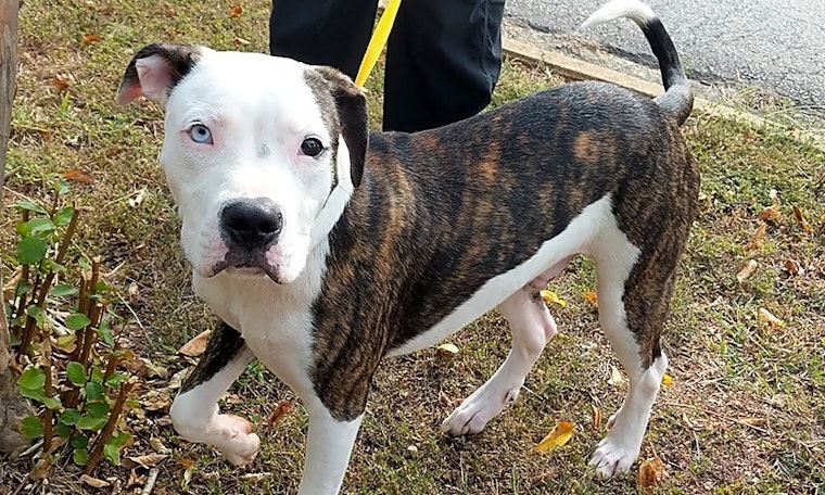 Want to adopt a pet? Here are 7 delightful doggies to adopt now in Raleigh