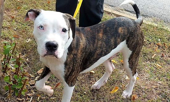 Want to adopt a pet? Here are 7 delightful doggies to adopt now in Raleigh