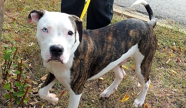 Want to adopt a pet? Here are 7 delightful doggies to adopt now in Raleigh