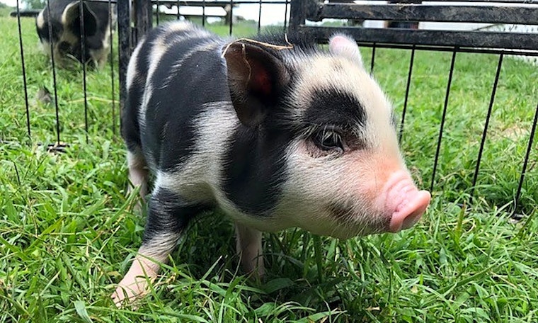 These Durham-based pets are up for adoption and in need of a good home