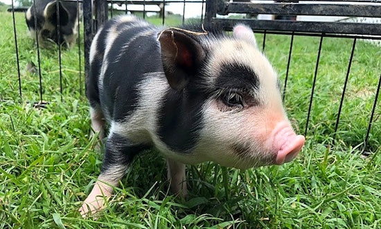 These Durham-based pets are up for adoption and in need of a good home