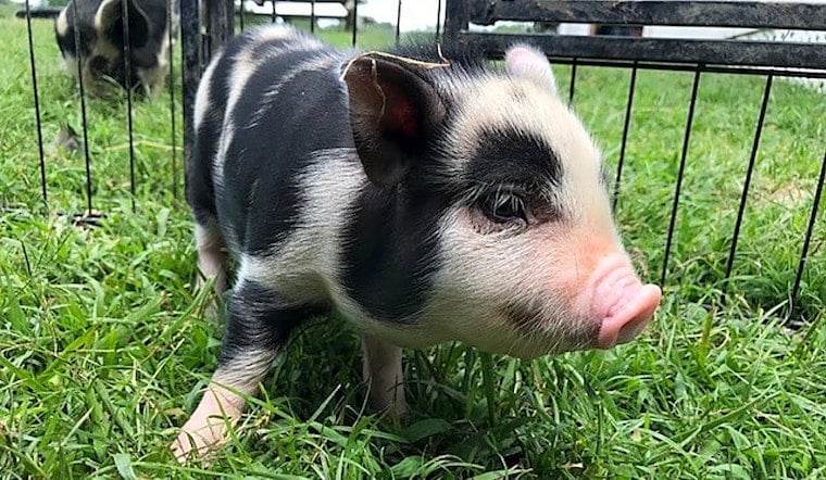 These Durham-based pets are up for adoption and in need of a good home