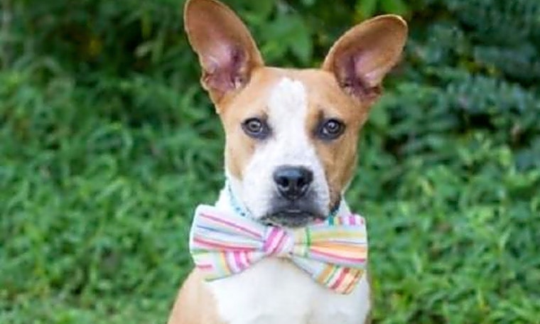 7 lovable pups to adopt now in Charlotte
