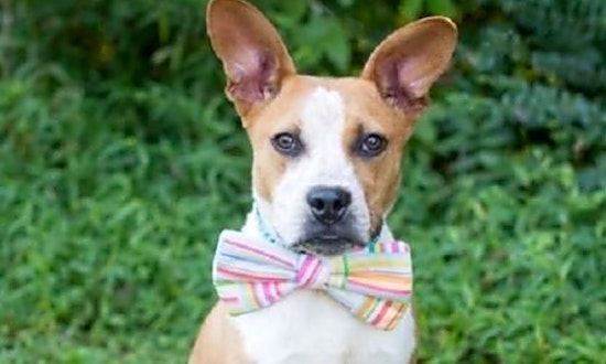 7 lovable pups to adopt now in Charlotte