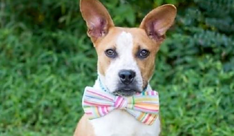 7 lovable pups to adopt now in Charlotte