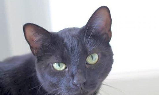 Looking to adopt a pet? Here are 3 cool kitties to adopt now in Jacksonville