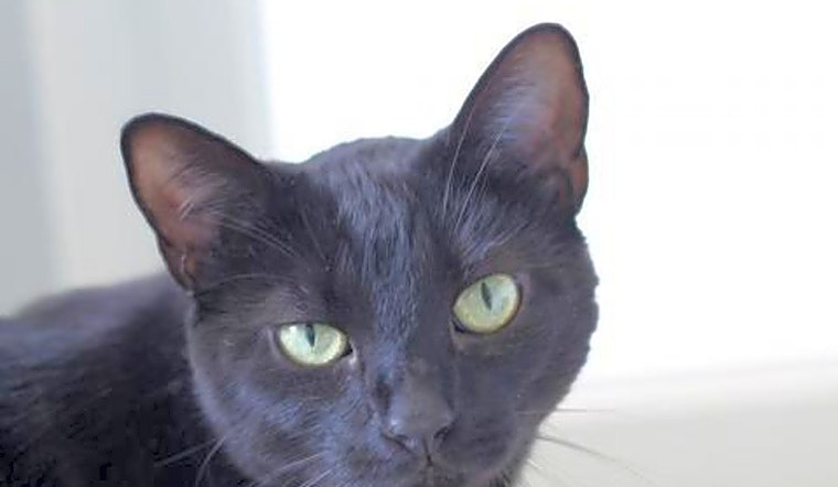 Looking to adopt a pet? Here are 3 cool kitties to adopt now in Jacksonville