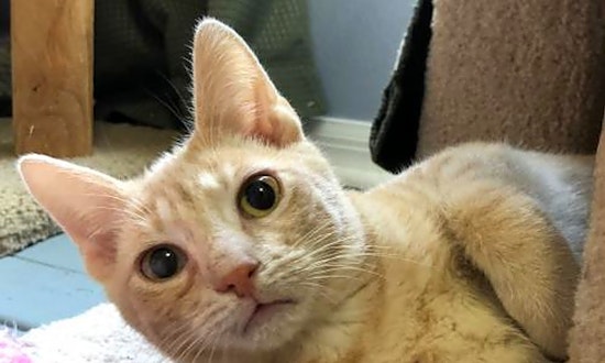 Looking to adopt a pet? Here are 6 fluffy felines to adopt now in Orlando