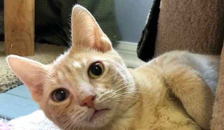 Looking to adopt a pet? Here are 6 fluffy felines to adopt now in Orlando