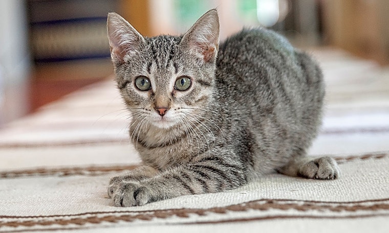 These San Antonio-based kittens are up for adoption and in need of a good home