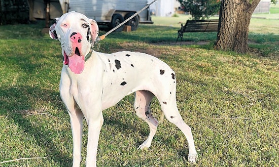 These Dallas-based puppies are up for adoption and in need of a good home