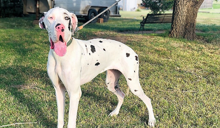 These Dallas-based puppies are up for adoption and in need of a good home