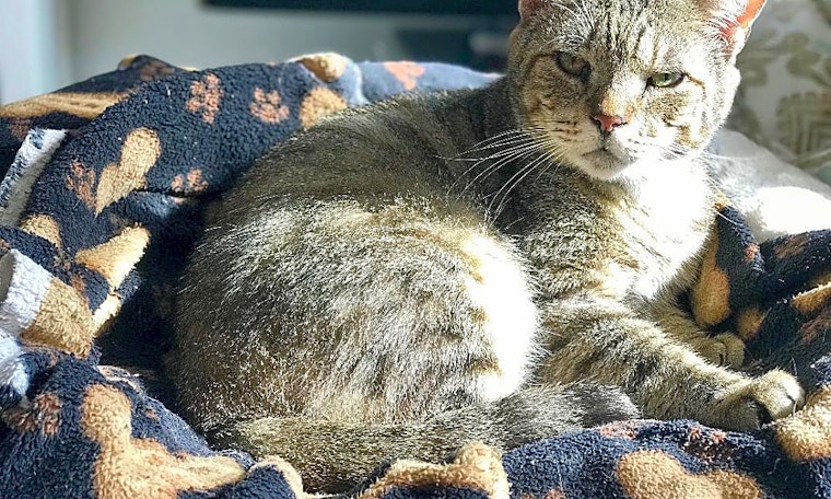 Want to adopt a pet? Here are 5 furry felines to adopt now in Miami
