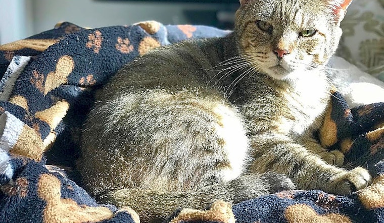 Want to adopt a pet? Here are 5 furry felines to adopt now in Miami