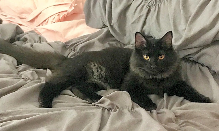 6 fluffy felines to adopt now in Fort Worth