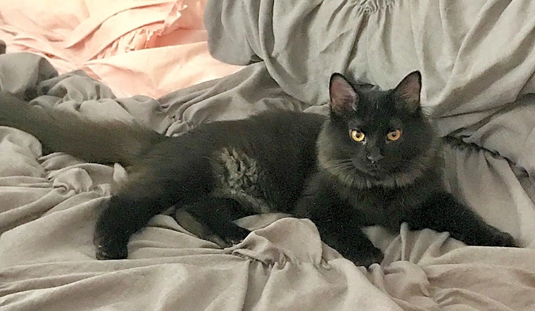 6 fluffy felines to adopt now in Fort Worth