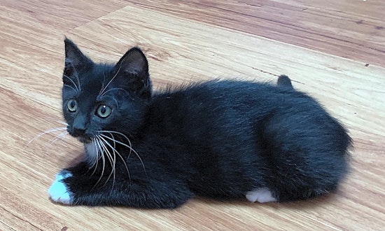These Tampa-based kittens are up for adoption and in need of a good home