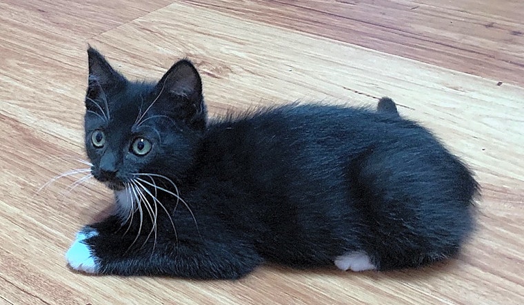 These Tampa-based kittens are up for adoption and in need of a good home