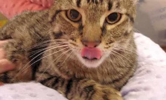 Want to adopt a pet? Here are 7 furry felines to adopt now in Plano