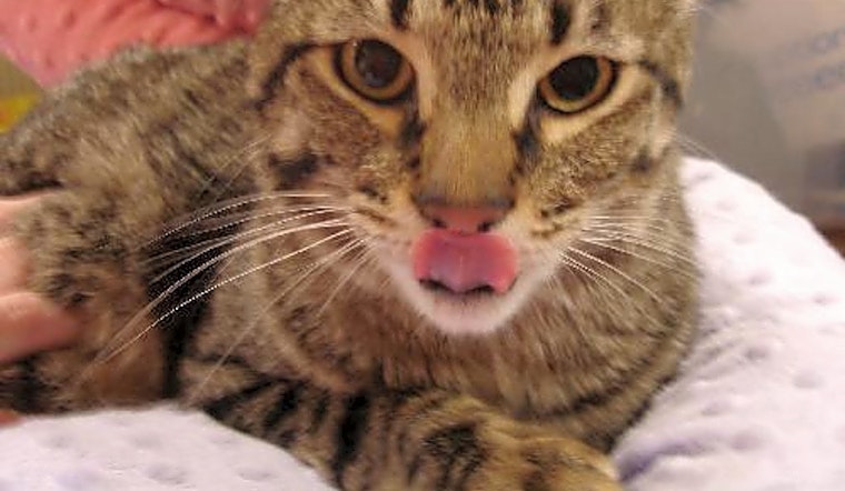 Want to adopt a pet? Here are 7 furry felines to adopt now in Plano