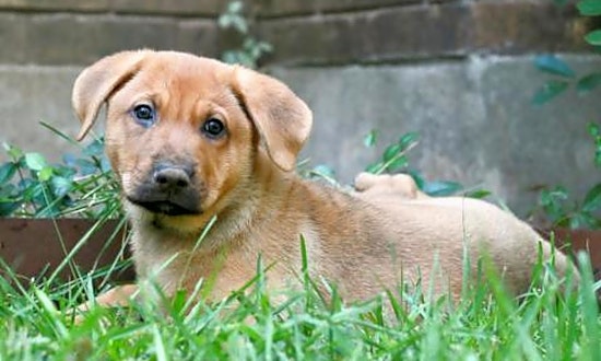 6 perfect pups to adopt now in Austin