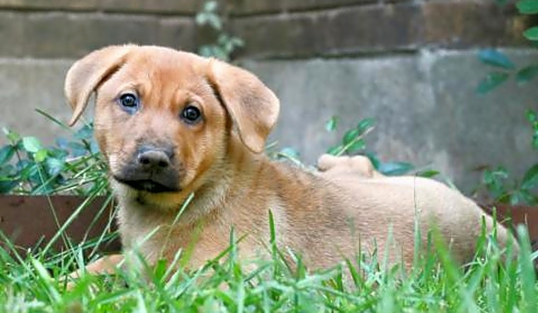 6 perfect pups to adopt now in Austin