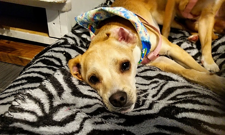 7 lovable pups to adopt now in Denver