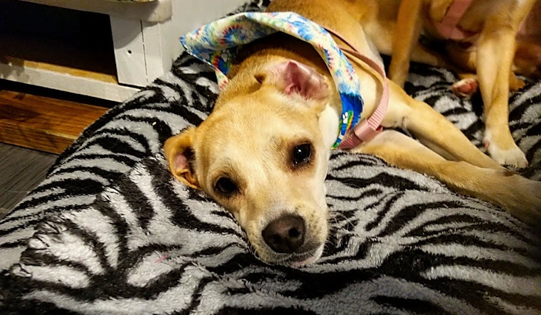 7 lovable pups to adopt now in Denver