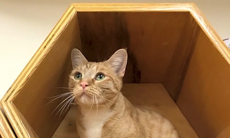 These Colorado Springs-based cats are up for adoption and in need of a good home