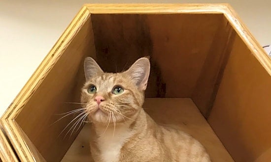 These Colorado Springs-based cats are up for adoption and in need of a good home