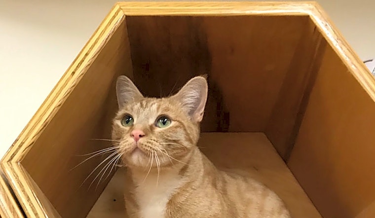 These Colorado Springs-based cats are up for adoption and in need of a good home
