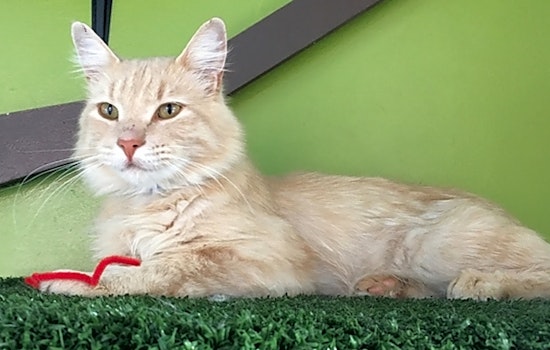 These Albuquerque-based felines are up for adoption and in need of a good home