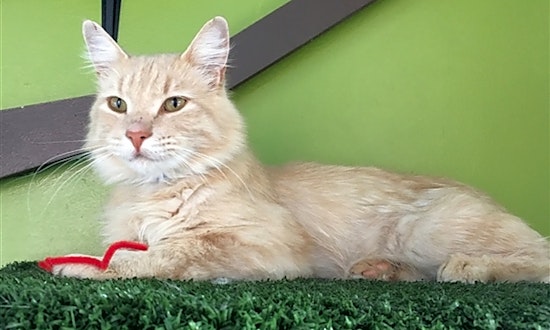 These Albuquerque-based felines are up for adoption and in need of a good home