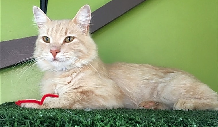 These Albuquerque-based felines are up for adoption and in need of a good home