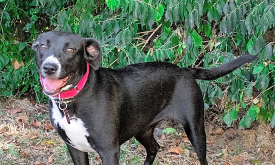 Want to adopt a pet? Here are 7 delightful doggies to adopt now in Nashville