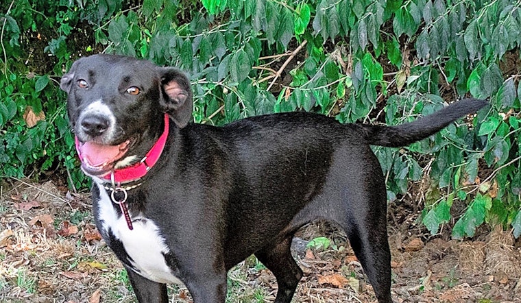 Want to adopt a pet? Here are 7 delightful doggies to adopt now in Nashville