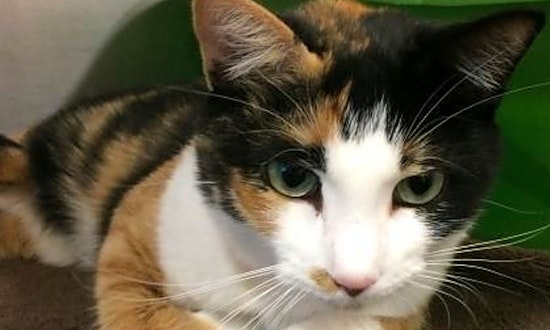 4 furry felines to adopt now in Milwaukee