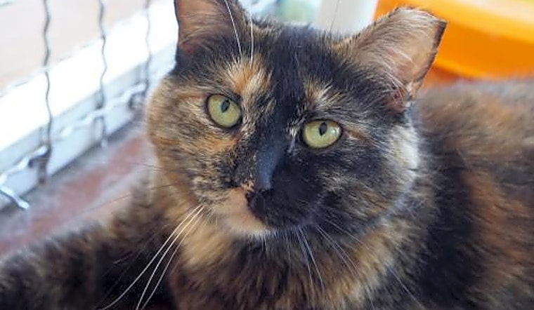 6 lovable kitties to adopt now in Tucson